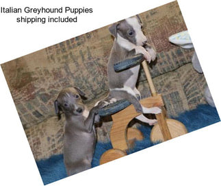 Italian Greyhound Puppies shipping included