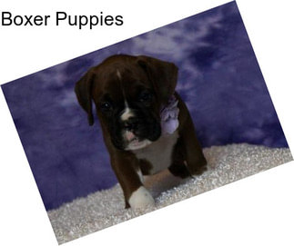 Boxer Puppies