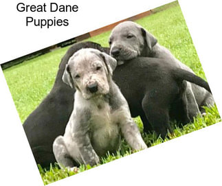 Great Dane Puppies