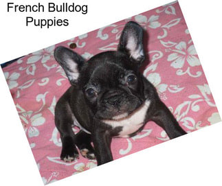 French Bulldog Puppies