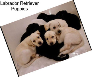 Labrador Retriever Puppies