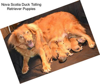 Nova Scotia Duck Tolling Retriever Puppies