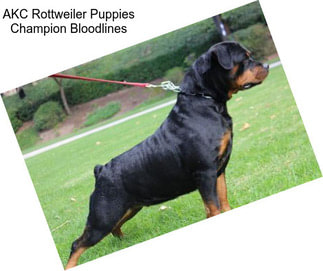 AKC Rottweiler Puppies Champion Bloodlines