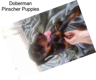 Doberman Pinscher Puppies