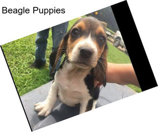 Beagle Puppies