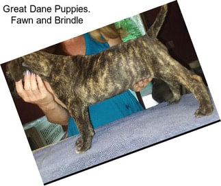 Great Dane Puppies. Fawn and Brindle
