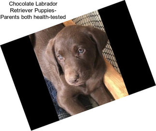 Chocolate Labrador Retriever Puppies- Parents both health-tested