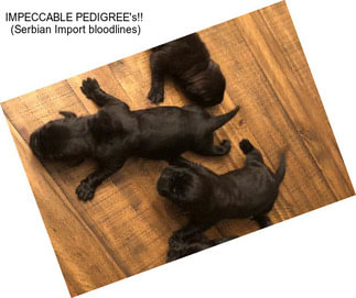 IMPECCABLE PEDIGREE\'s!!  (Serbian Import bloodlines)