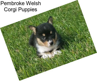 Pembroke Welsh Corgi Puppies