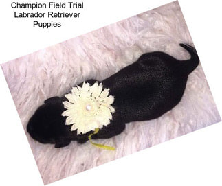 Champion Field Trial Labrador Retriever Puppies