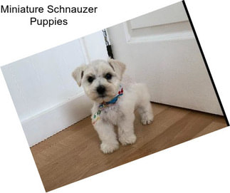 Miniature Schnauzer Puppies