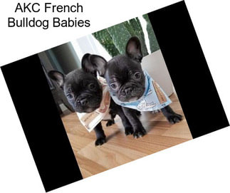 AKC French Bulldog Babies