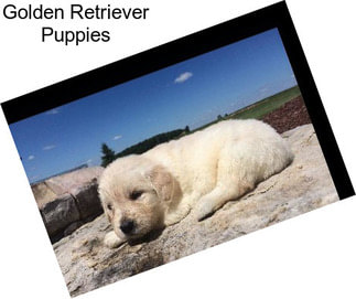 Golden Retriever Puppies