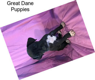 Great Dane Puppies