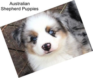 Australian Shepherd Puppies