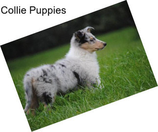 Collie Puppies