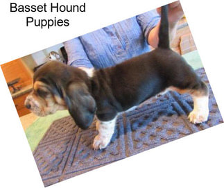 Basset Hound Puppies