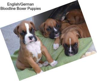 English/German Bloodline Boxer Puppies