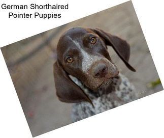 German Shorthaired Pointer Puppies