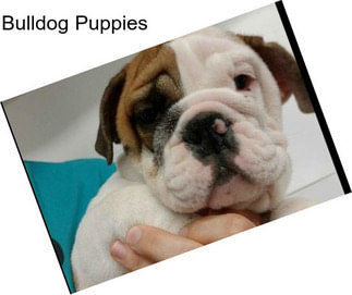 Bulldog Puppies