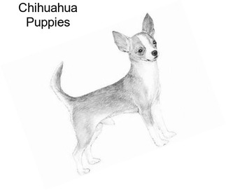 Chihuahua Puppies