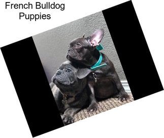 French Bulldog Puppies