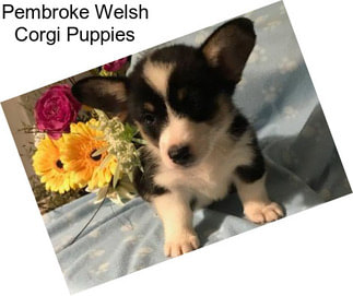 Pembroke Welsh Corgi Puppies