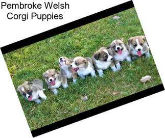 Pembroke Welsh Corgi Puppies