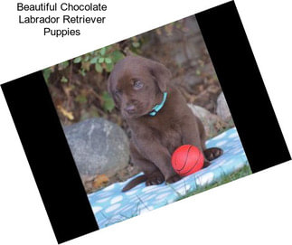Beautiful Chocolate Labrador Retriever Puppies