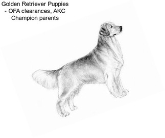 Golden Retriever Puppies - OFA clearances, AKC Champion parents