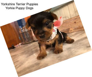 Yorkshire Terrier Puppies Yorkie Puppy Dogs