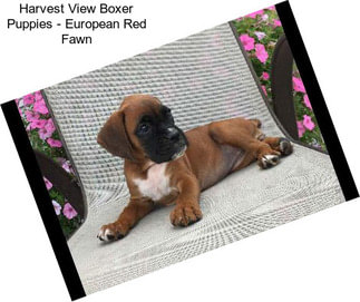 Harvest View Boxer Puppies - European Red Fawn