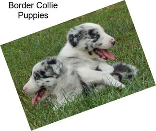 Border Collie Puppies