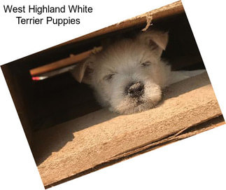 West Highland White Terrier Puppies