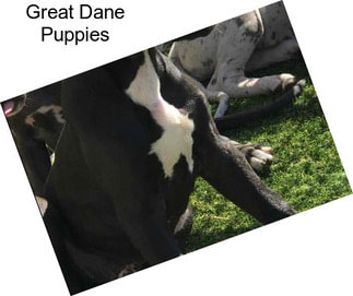 Great Dane Puppies