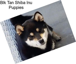 Blk Tan Shiba Inu Puppies