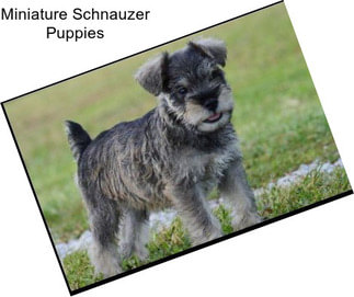 Miniature Schnauzer Puppies