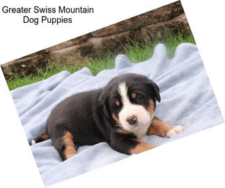 Greater Swiss Mountain Dog Puppies