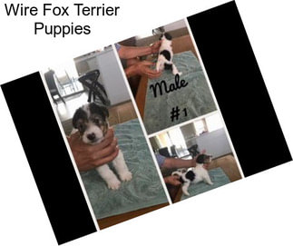 Wire Fox Terrier Puppies