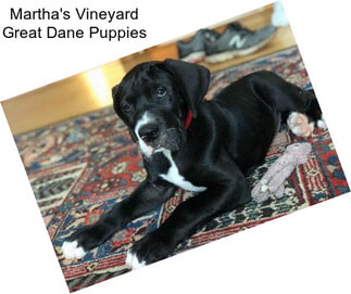 Martha\'s Vineyard Great Dane Puppies