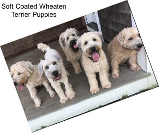 Soft Coated Wheaten Terrier Puppies