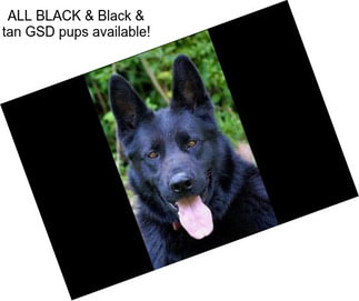 ALL BLACK & Black & tan GSD pups available!