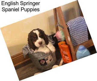 English Springer Spaniel Puppies