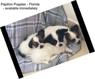 Papillon Puppies - Florida - available immediately