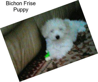 Bichon Frise Puppy