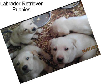 Labrador Retriever Puppies