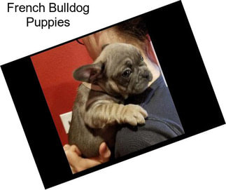 French Bulldog Puppies