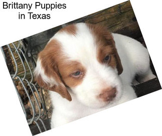 Brittany Puppies in Texas