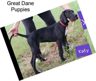 Great Dane Puppies