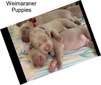 Weimaraner Puppies